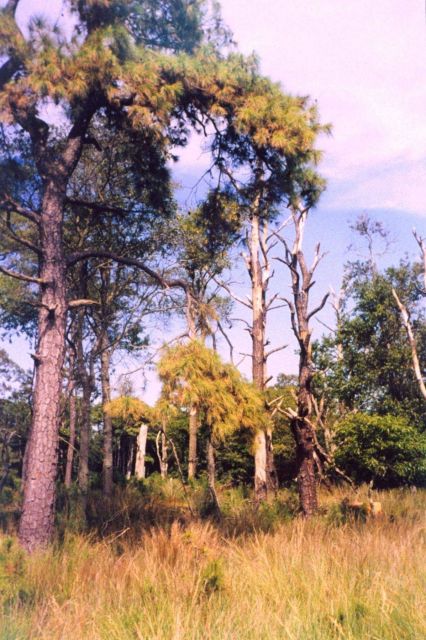 Pine barren. Picture