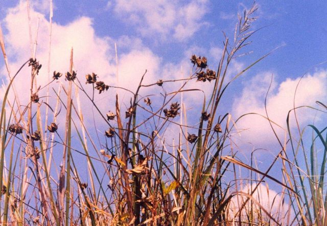 Marsh hibiscus seed pods Picture
