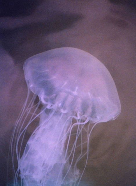 The bane of Chesapeake Bay swimmers, the stinging sea nettle, Chrysaora quiquecirrha. Picture