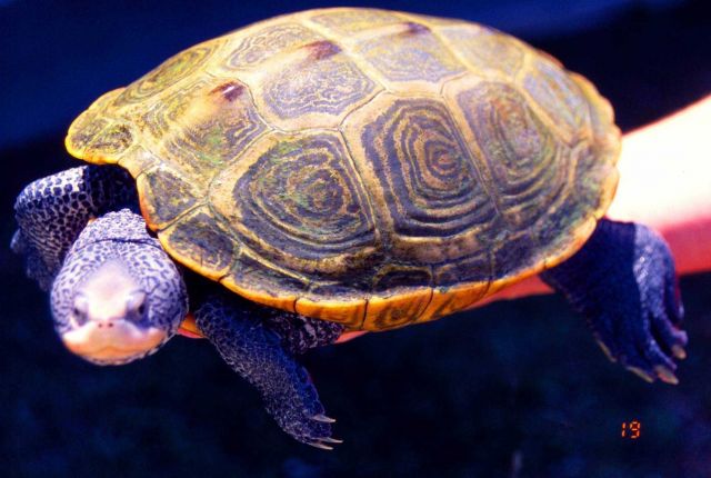 Adult female diamondback terrapin, Malachlenys terrapin. Picture