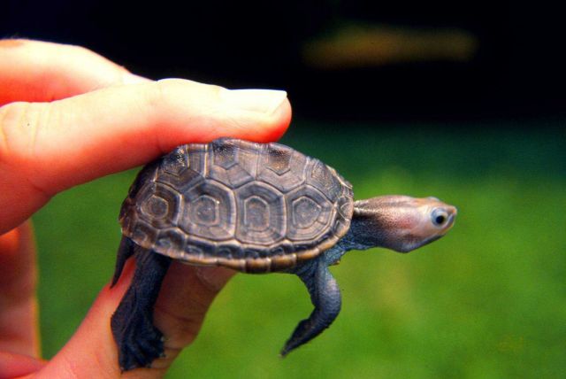Baby diamondback terrapin, Malachlenys terrapin. Picture