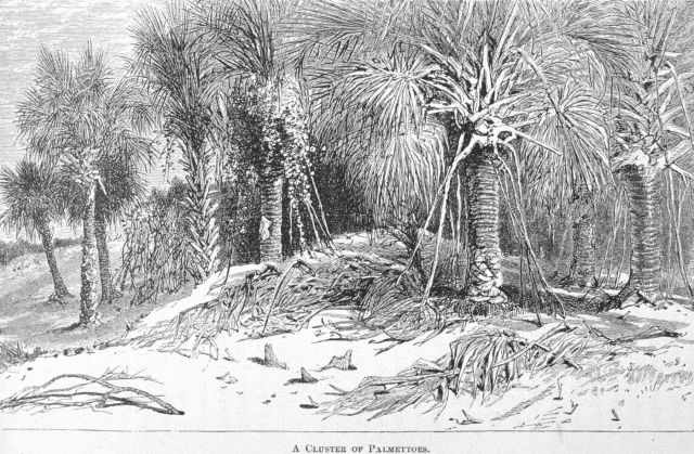A Cluster of Palmettoes - in 