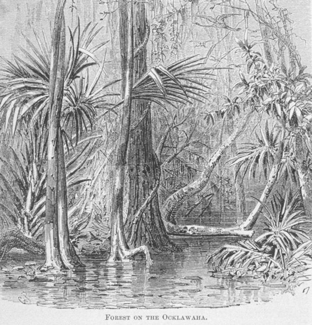 Forest on the Ocklawaha - in 