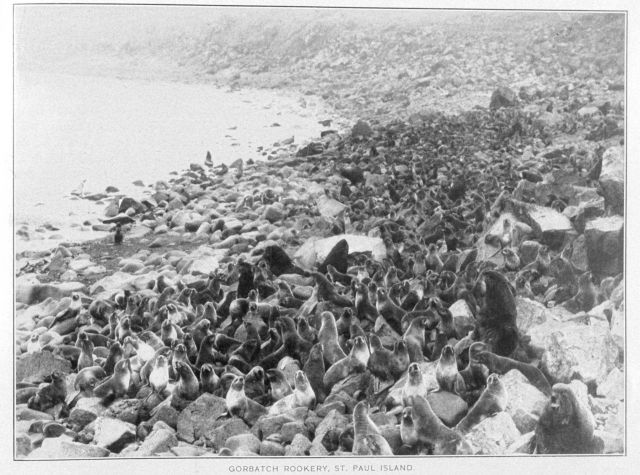 Gorbatch Rookery, St Picture