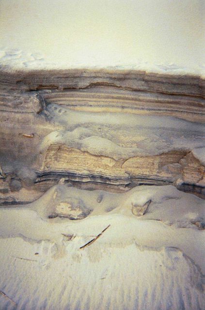 Horizontal sand laminations show along eroding dune Picture