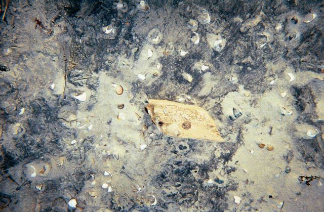 A piece of worm-eaten driftwood amongst other debris of the sea. Picture