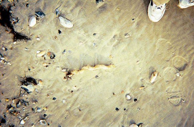 A whelk egg case, sea shells, and shoes. Picture
