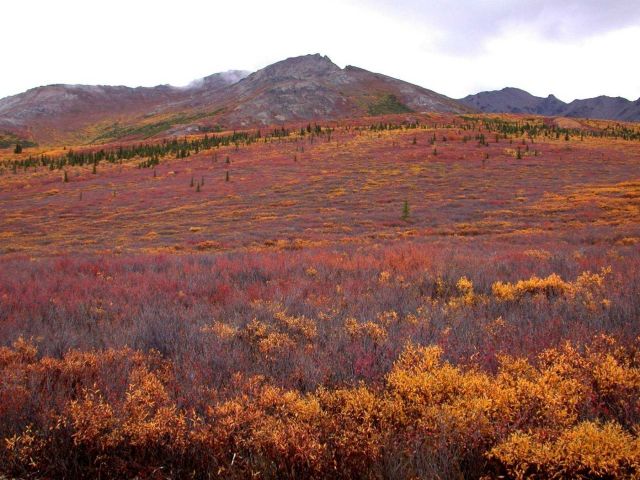 Near the tree line at higher elevations with fall colors north of Anchorage. Picture
