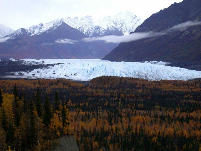 A glacier's front seen over the trees which have established themselves on glacial moraine material. Picture