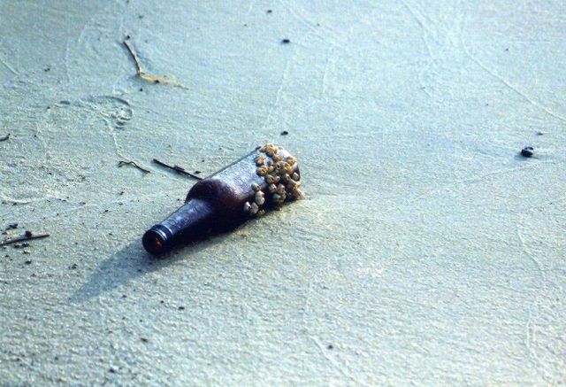 A barnacle encrusted beer bottle washed up on the shore. Picture