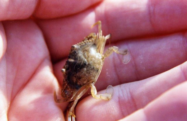 Juvenile blue crab. Picture