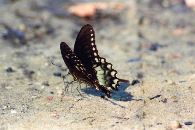 Butterfly on the beach. Picture