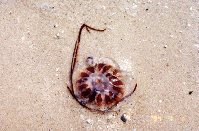Sea nettle on a Patuxent River Beach. Picture