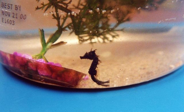 Young seahorse found in the Patuxent River. Picture