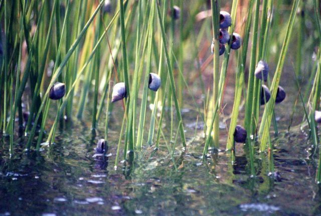 Marsh periwinkle, Littorina littorina, on marsh grass. Picture