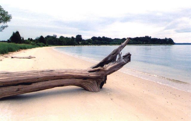 A beautiful Patuxent River shoreline at low tide. Picture