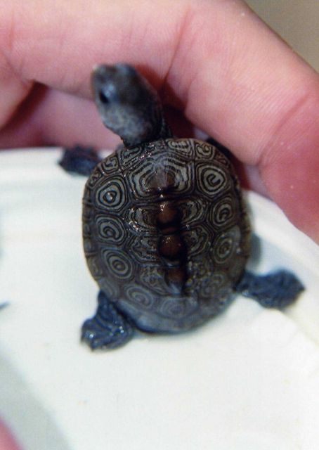 Diamondback terrapin hatchling with typical shell markings. Picture