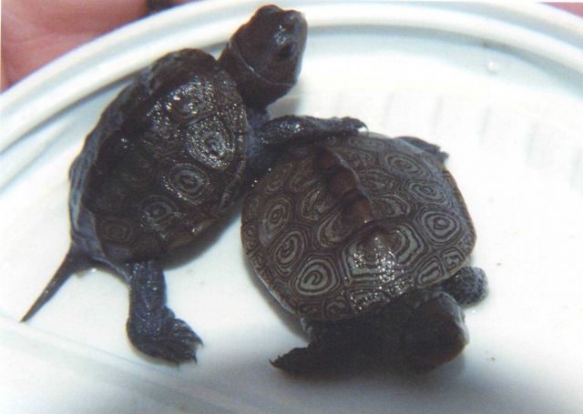 Diamondback terrapin hatchlings. Picture