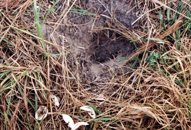 Diamondback terrapin nest in dirt Picture