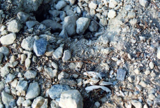Diamondback terrapin nest in rocky soil Picture