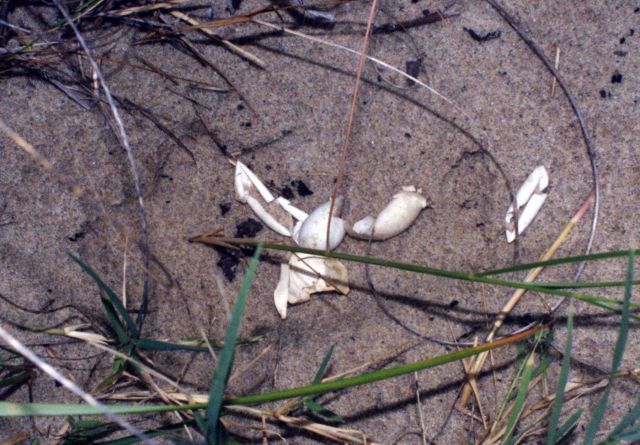 Diamondback terrapin eggs as they appear when successfully hatched. Picture