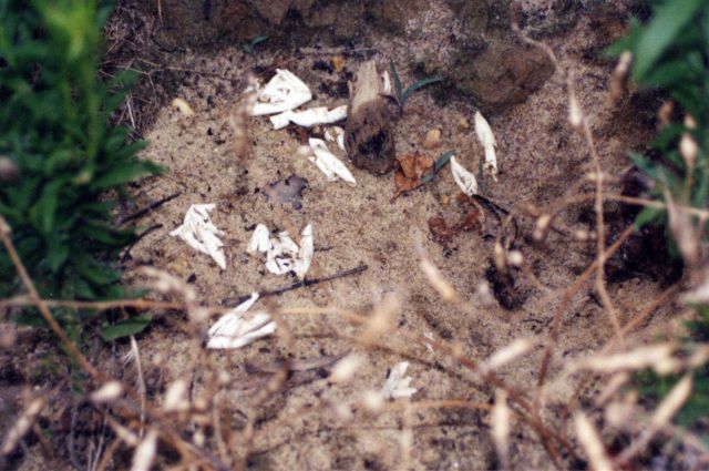 Diamondback terrapin eggs; the shreaded casings are an indication of predation. Picture