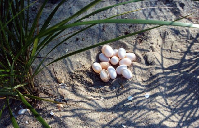 14 unhatched diamondback terrapin eggs in a sandy soil nest. Picture