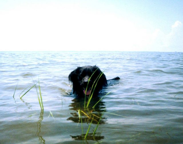 Chesapeake Water Dog, Canus aquus Chesapeakii Picture