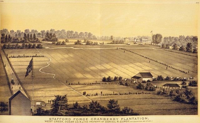 Stafford Ford Cranberry Plantation, West Creek, Ocean County, N.J Picture