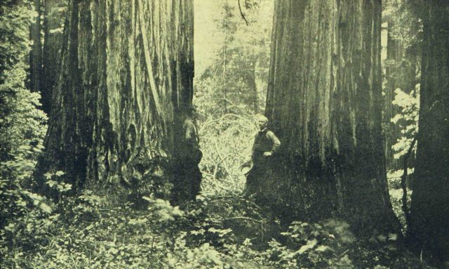 Typical timber scene in Sempervirens Park in Santa Cruz Picture