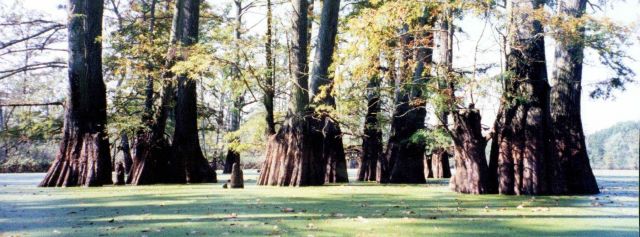 Cypress trees in a North Carolina swamp area. Picture