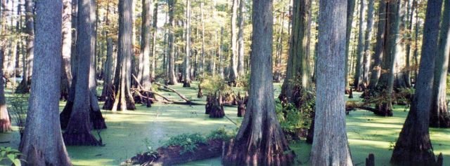A beautiful stand of cypress trees Picture