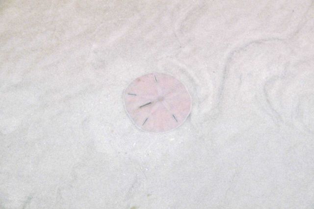 A live sand dollar in shallow waters Picture