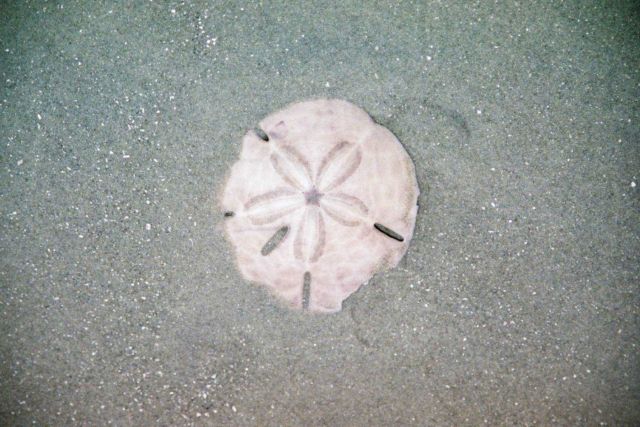 A sand dollar shell left on the beach after the tide receded. Picture