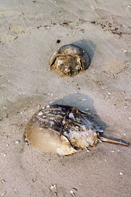 Horseshoe crab carapaces washed up on the beach. Picture