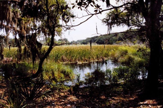 Tidal wetlands with oaks and Spanish moss Picture
