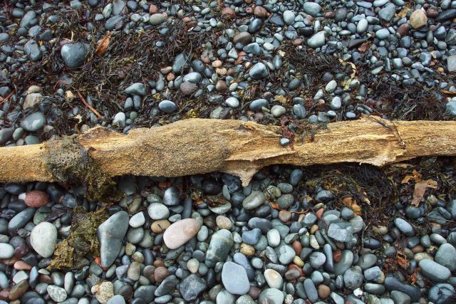 A teredo-bored flotsam surrounded by kelp on the cobble beach. Picture