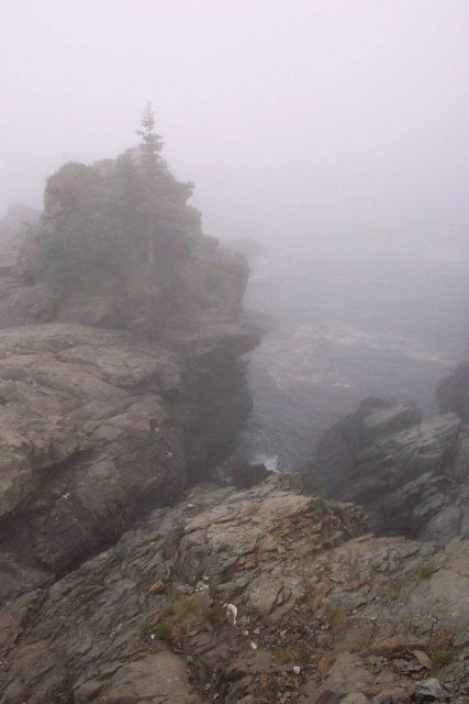 Probably the easternmost tree in the United States clinging to a precarious foothold at West Quoddy Head. Picture