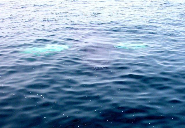 A humpback whale in the Gulf of Maine about 20 miles south of Bar Harbor. Picture