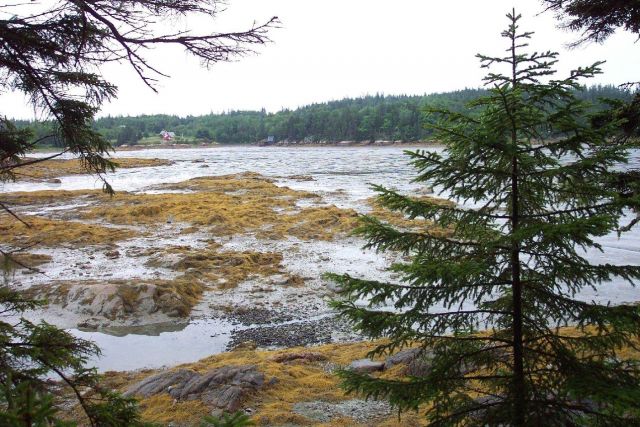 Seaweed and tidal flats at low tide. Picture