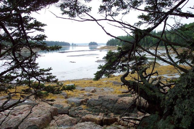 Kelp and tide flats at low tide. Picture