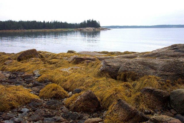 Kelp-covered granite at low tide. Picture