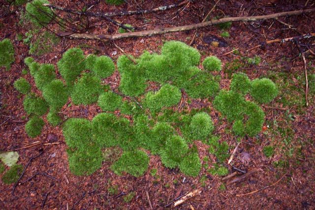 Round hummocky patches of moss about 3 to 4 inches in diameter cover the forest floor. Picture
