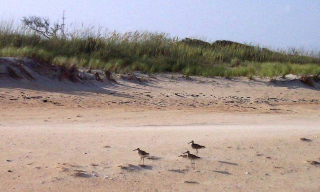Shore birds and sea oats at Cape Hatteras National Seashore. Picture