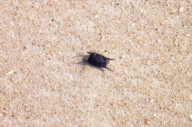 A sea purse on the sand. Picture