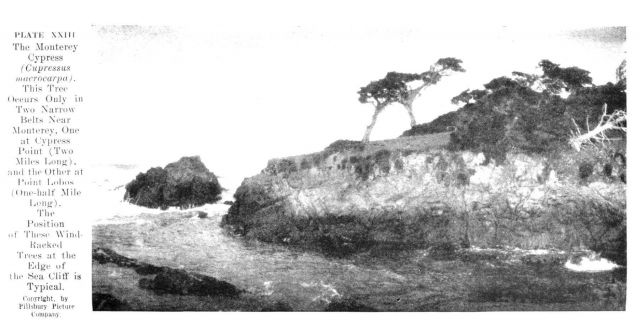 The Monterey Cypress, Cupressus Macrocarpa, at Cypress Point Picture
