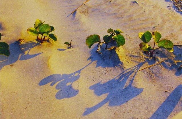 Railroad vine and ghost crab tracks Picture