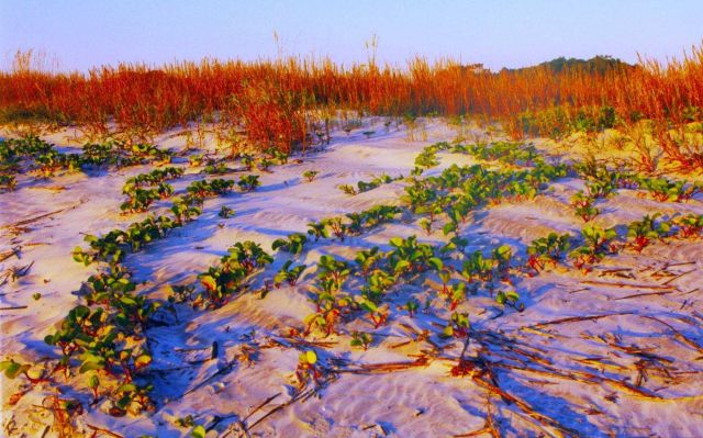 Railroad vine and sea oats at Nanny Goat Beach Picture