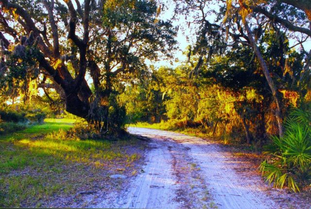 Live oaks and palmetto along the road to Sapelo Island Lighthouse Picture