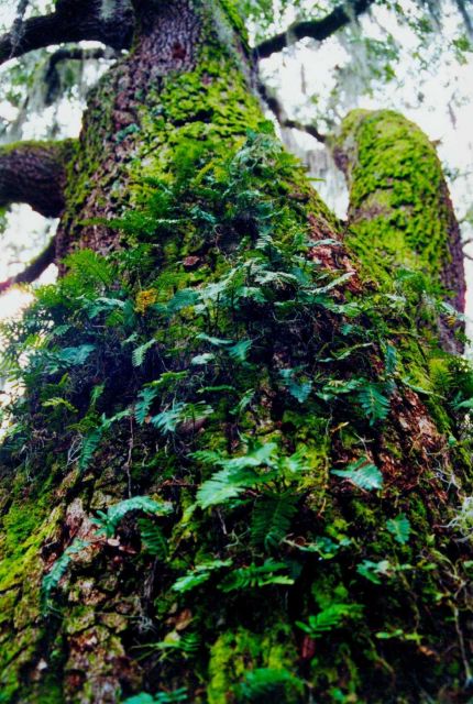 Resurrection fern growing on a tree trunk Picture